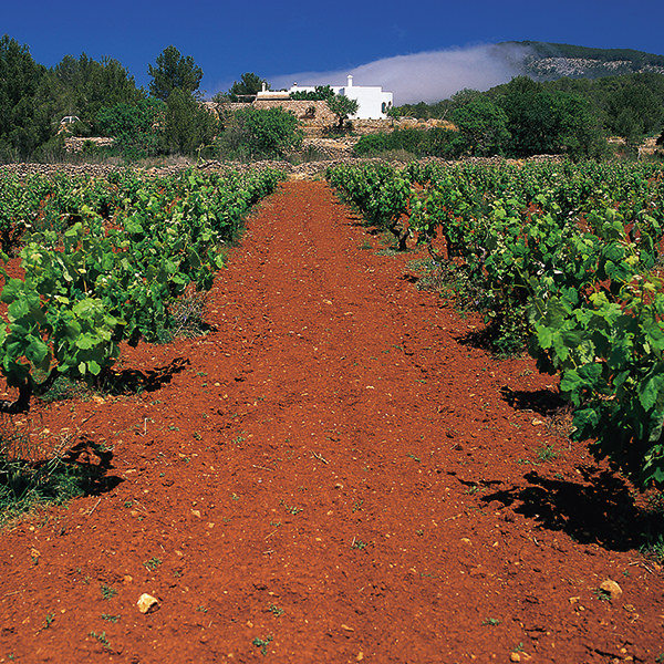 Der Weinbau hat auch auf Mallorca eine grosse Bedeutung