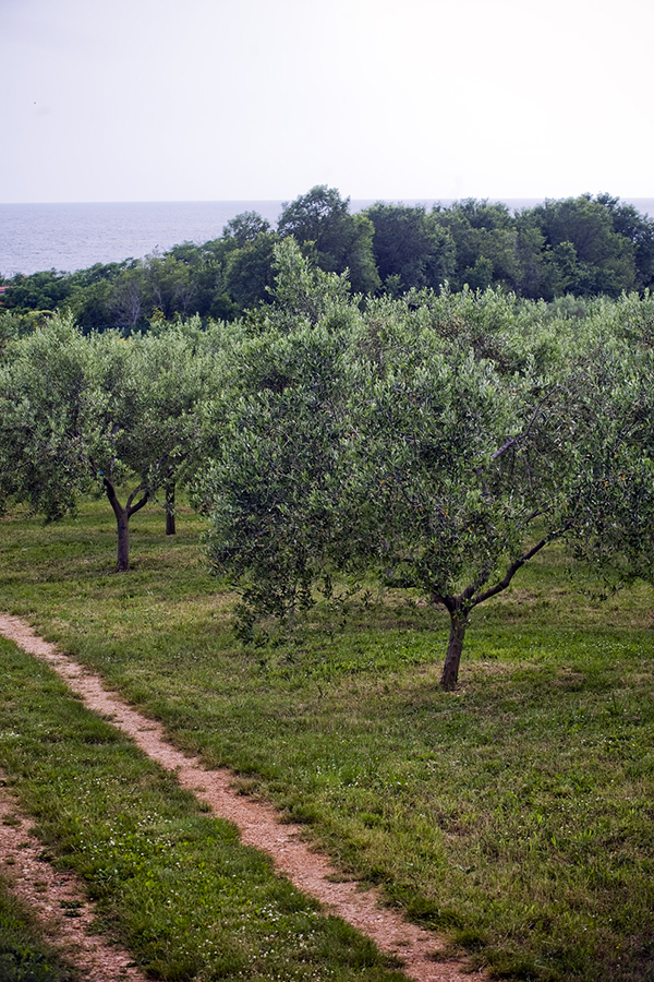 Istrisches Olivenöl: Sonne, Wind und eine Prise Meer. 